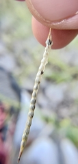 Cleome ornithopodioides
