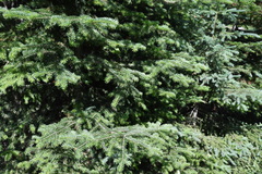 Abies lasiocarpa