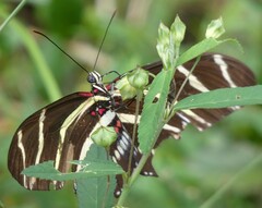 Heliconius charithonia