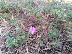 Ononis spinosa procurrens