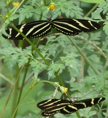 Heliconius charithonia