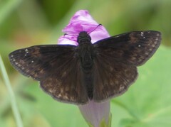 Erynnis zarucco