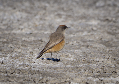 Muscisaxicola capistratus