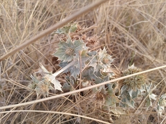 Eryngium maritimum