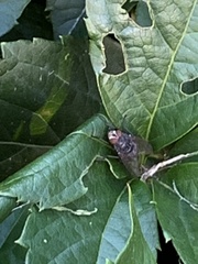 Calliphora vomitoria