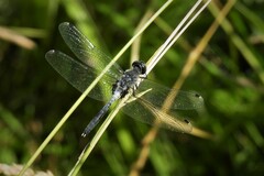 Leucorrhinia albifrons