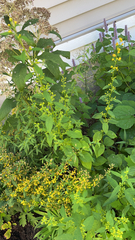 Solidago flexicaulis