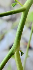 Cleome ornithopodioides