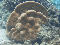 Leptoria phrygia