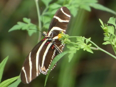 Heliconius charithonia