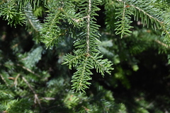 Abies lasiocarpa