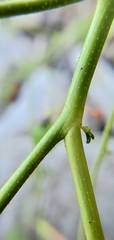 Cleome ornithopodioides