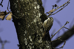 Certhia brachydactyla