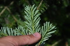 Abies lasiocarpa