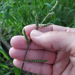 Echinochloa colona