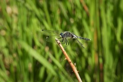 Leucorrhinia albifrons