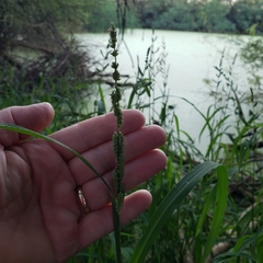 Echinochloa colona