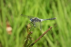Leucorrhinia albifrons