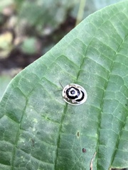 Ischnocodia annulus