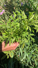 Agrimonia parviflora