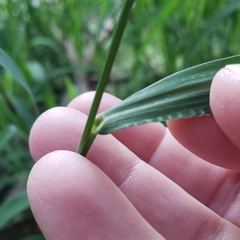 Echinochloa colona