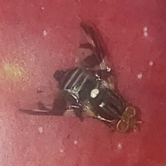 Rhagoletis pomonella