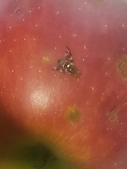 Rhagoletis pomonella