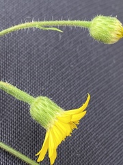 Heterotheca subaxillaris