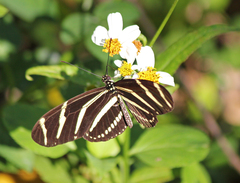 Heliconius charithonia
