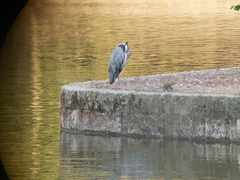 Ardea cinerea