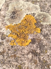 Xanthoria calcicola