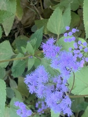 Conoclinium coelestinum