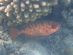 Priacanthidae