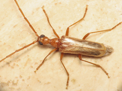 Vesperus luridus
