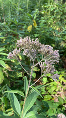 Eutrochium purpureum