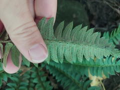 Polystichum lonchitis