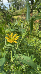 Helianthus grosseserratus