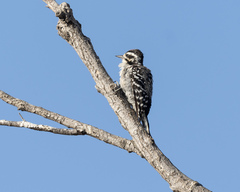 Dryobates nuttallii