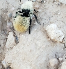 Dasymutilla magna