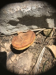 Ganoderma curtisii