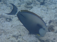 Acanthuridae