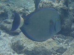 Acanthuridae