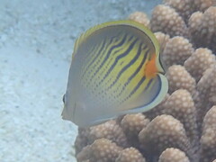 Chaetodon pelewensis