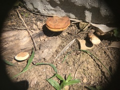 Ganoderma curtisii