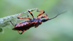 Rhynocoris
