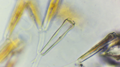 Bacillariophyceae