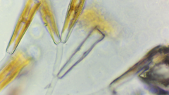 Bacillariophyceae