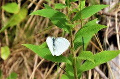 Pieris oleracea