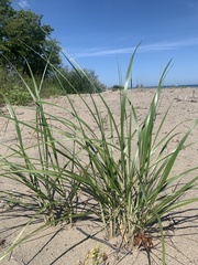 Ammophila breviligulata