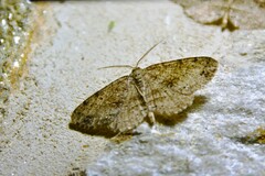 Melanolophia
